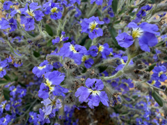 Dampiera salahae (Dampiera salahae)