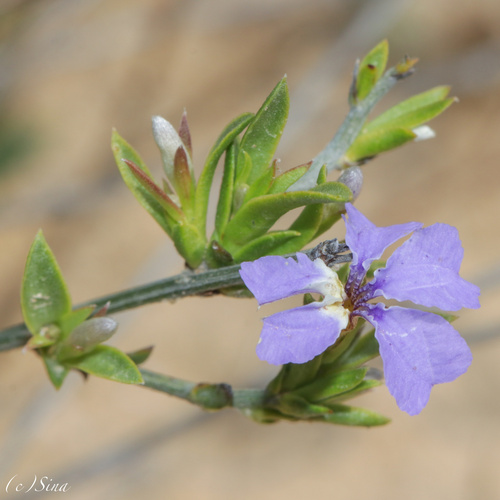 Dampiera scaevolina (Dampiera scaevolina)