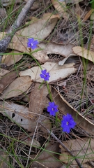 Dampiera stricta (Dampiera stricta)