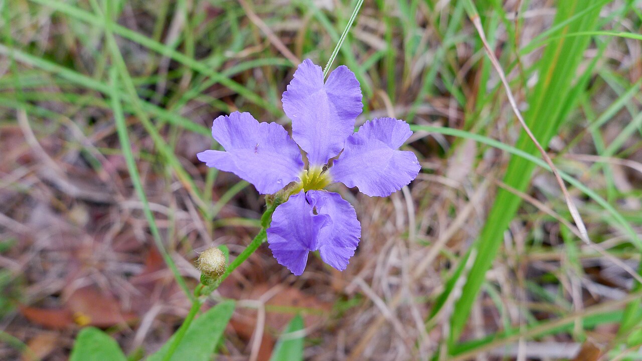 Dampiera stricta: Blue Dampiera, Dampiera stricta flower. Koonyum Range, Mullumbimby, NSW, Australia, December 2014.
