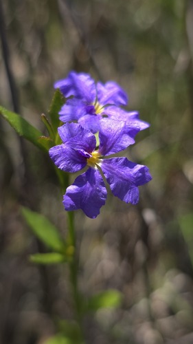 Dampiera stricta (Dampiera stricta)