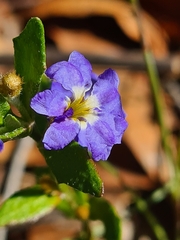 Dampiera stricta (Dampiera stricta)