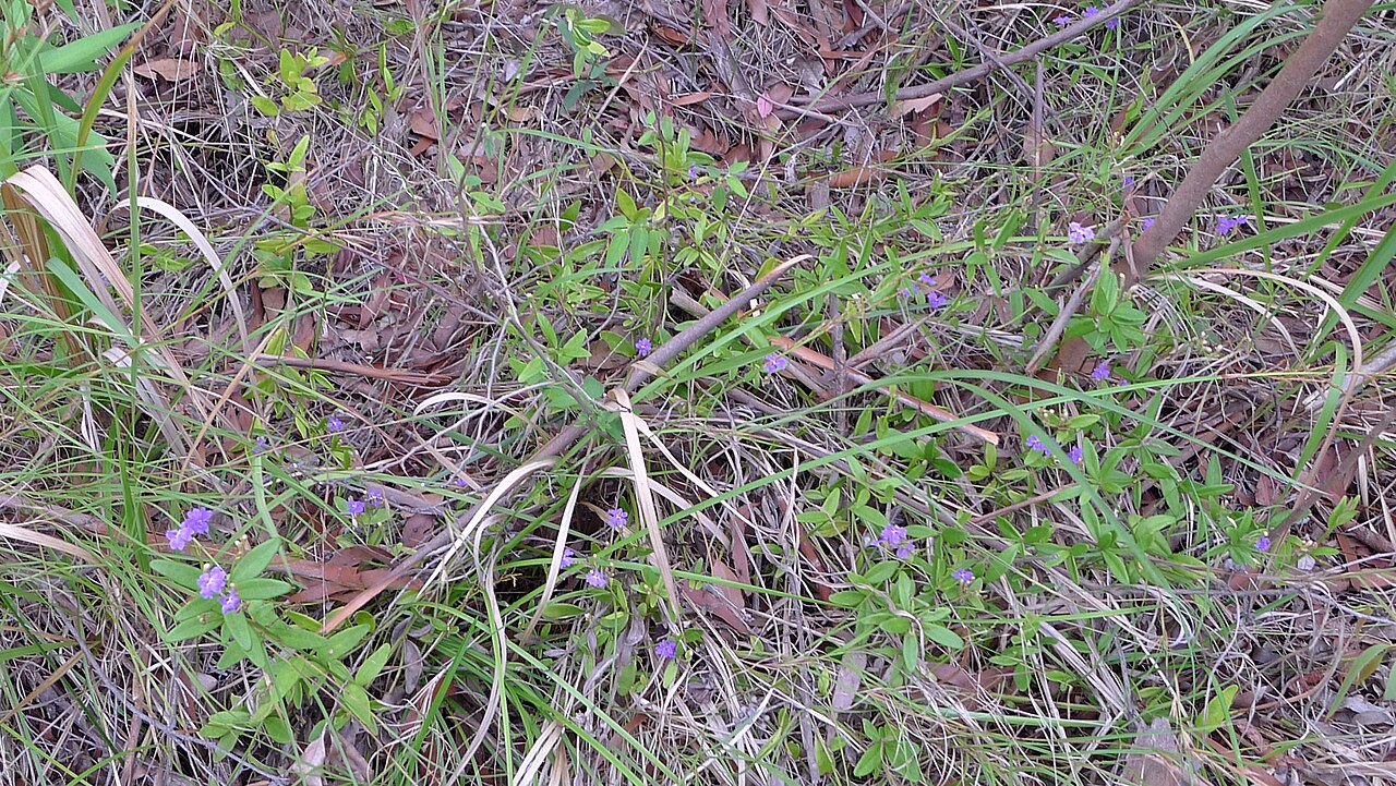 Dampiera stricta: Blue Dampiera, Dampiera stricta , habit. Koonyum Range, Mullumbimby, NSW, Australia, December 2014.