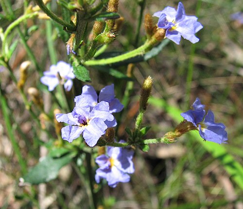 Dampiera stricta: Dampiera stricta , Bunyip State Park , Victoria, Australia