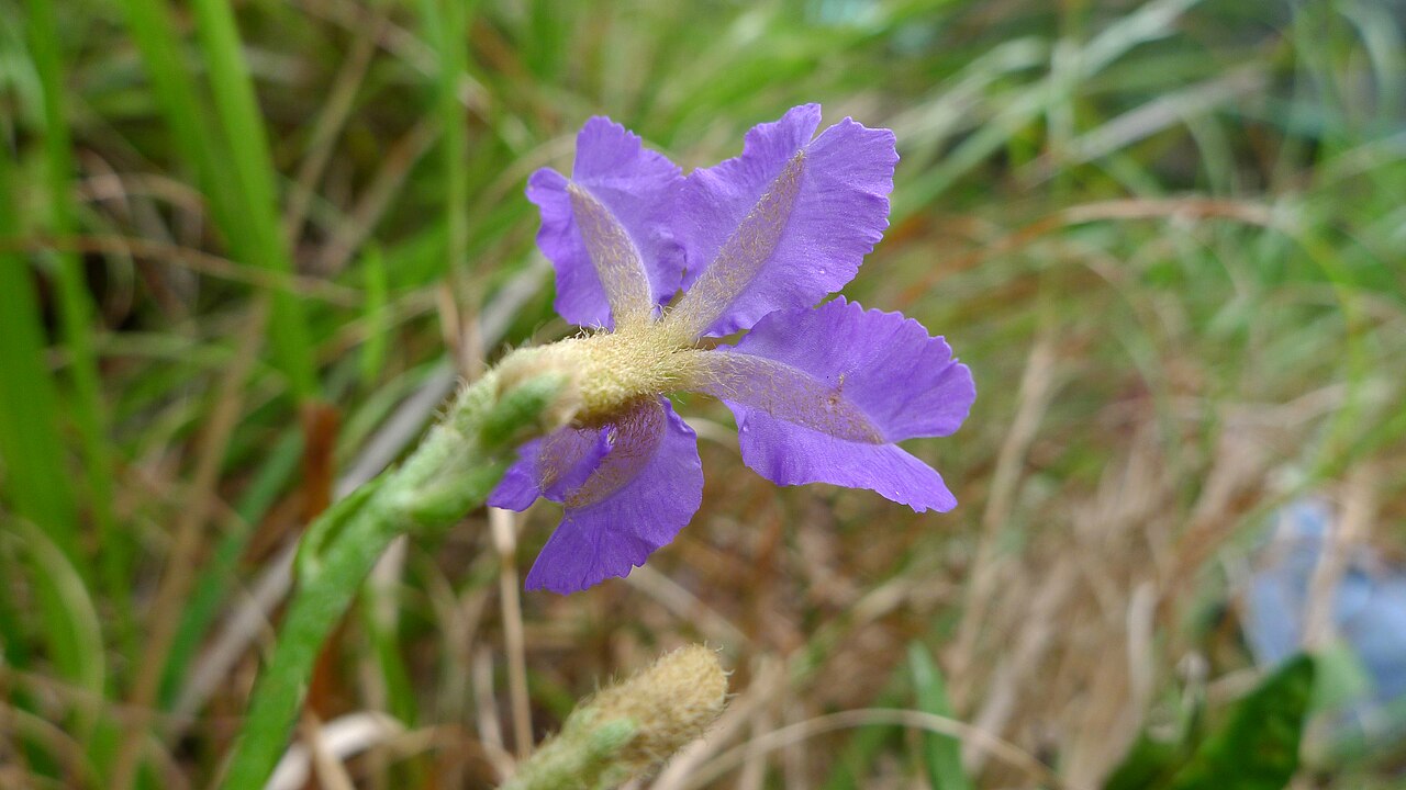 Dampiera stricta: Blue Dampiera, Dampiera stricta , flower, from behind, showing yellowish brown hairs on corolla. Koonyum Range, Mullumbimby, NSW, Australia, December 2014.