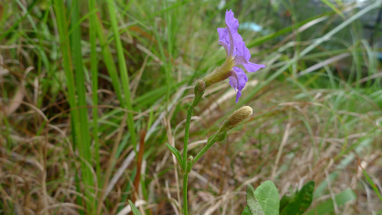 Dampiera stricta: Blue Dampiera, Dampiera stricta , flower in profile. Koonyum Range, Mullumbimby, NSW, Australia, December 2014.