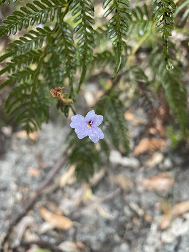 Dampiera stricta (Dampiera stricta)