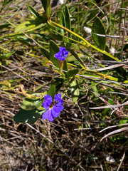 Dampiera stricta (Dampiera stricta)