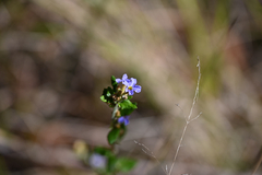 Dampiera stricta (Dampiera stricta)