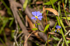 Dampiera stricta (Dampiera stricta)