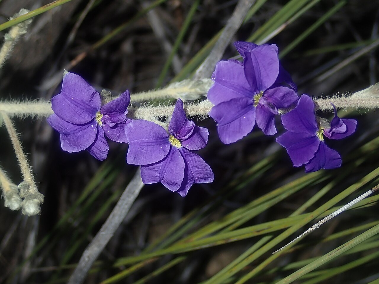 Dampiera tomentosa: Dampiera tomentosa. Species of plant.