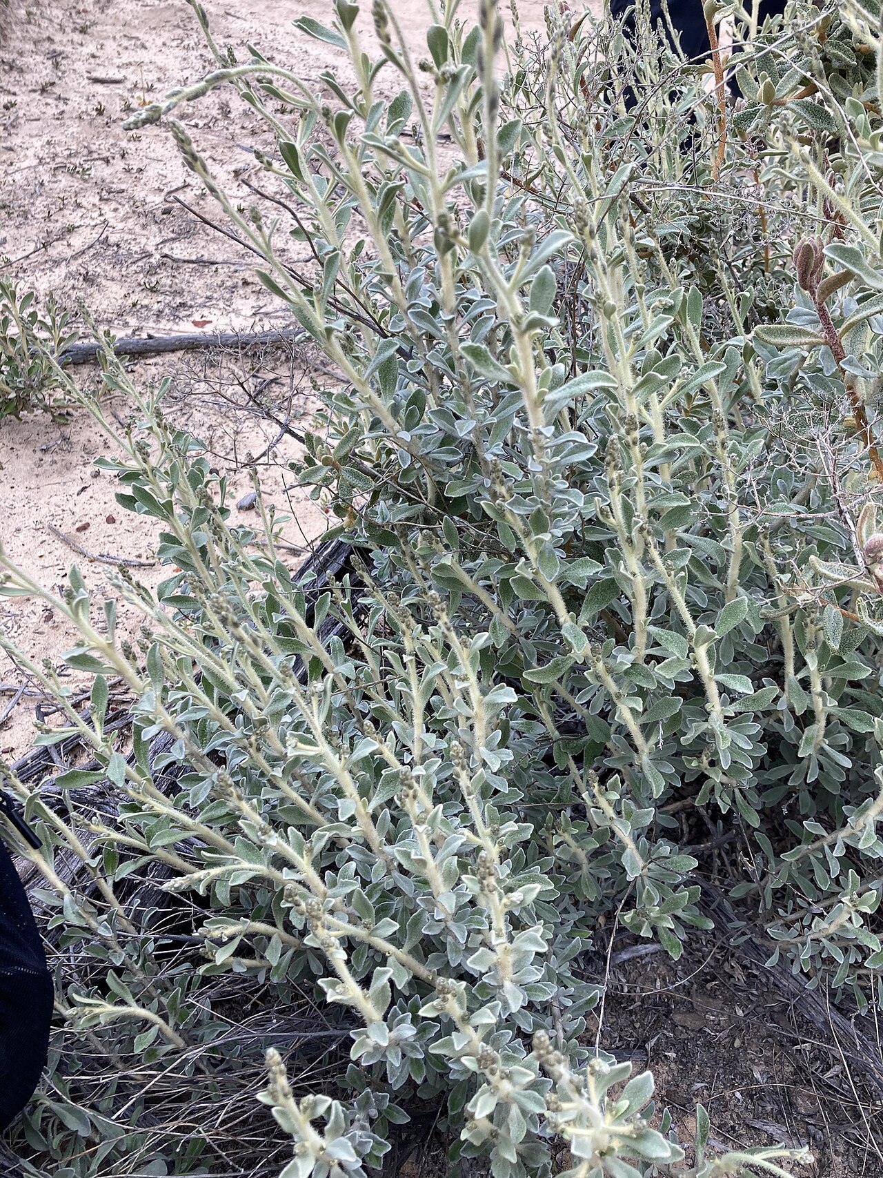 Dampiera tomentosa: Dampiera tomentosa in Australia