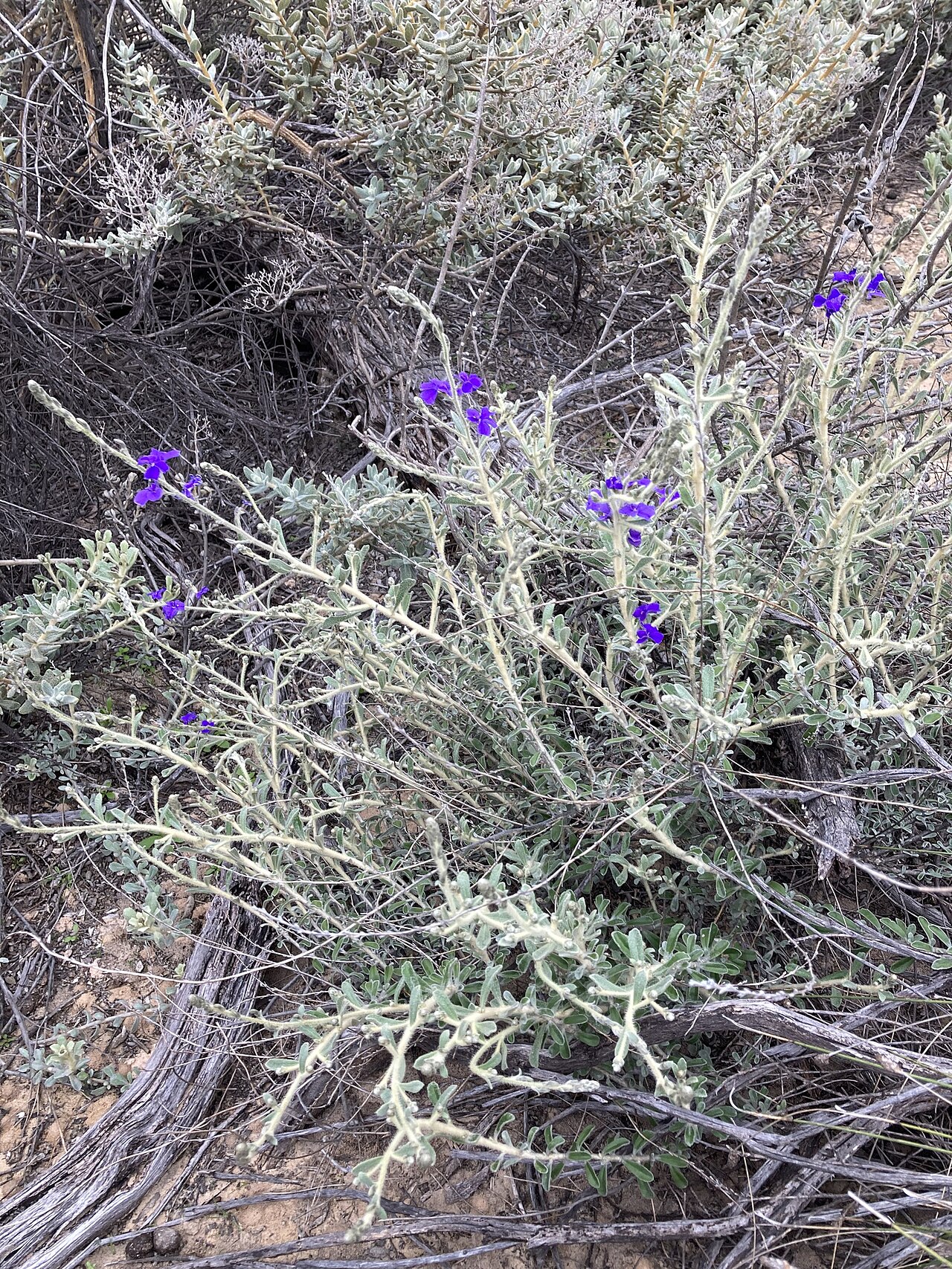 Dampiera tomentosa: Dampiera tomentosa in Australia