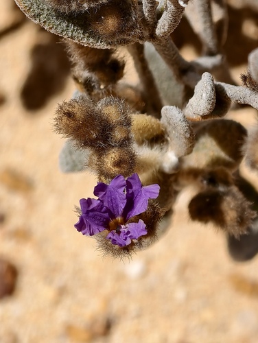 Dampiera tomentosa (Dampiera tomentosa)