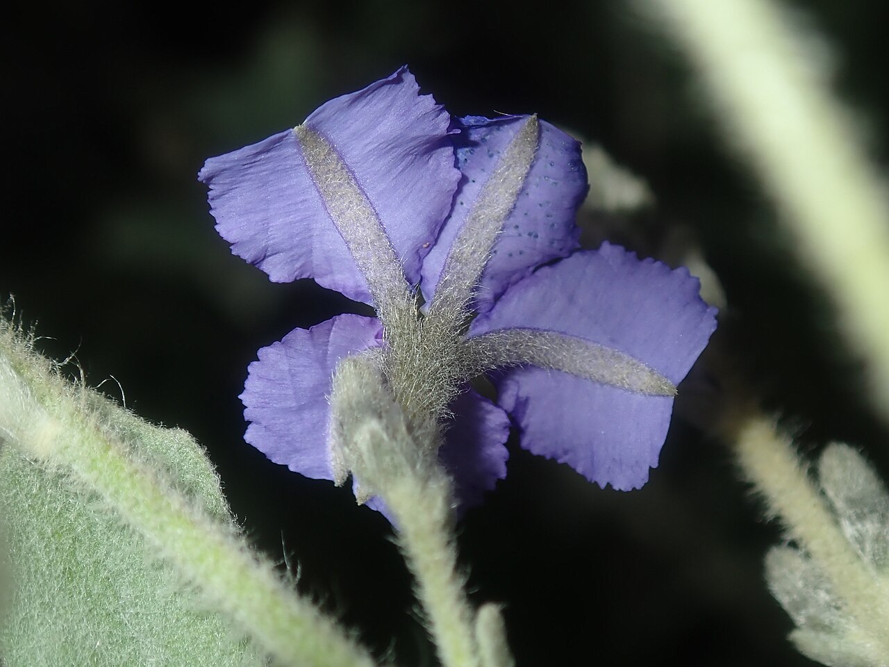 Dampiera tomentosa: Dampiera tomentosa in Australia