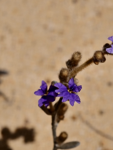 Dampiera tomentosa (Dampiera tomentosa)