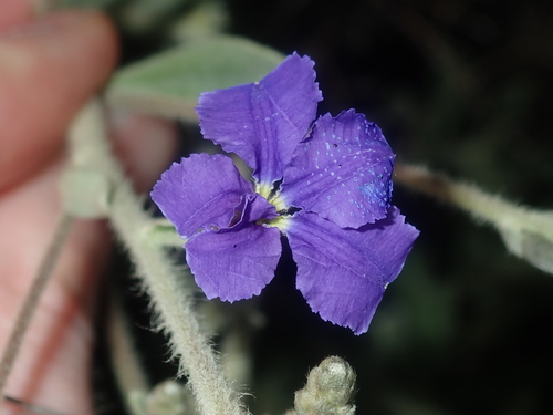Dampiera tomentosa (Dampiera tomentosa)