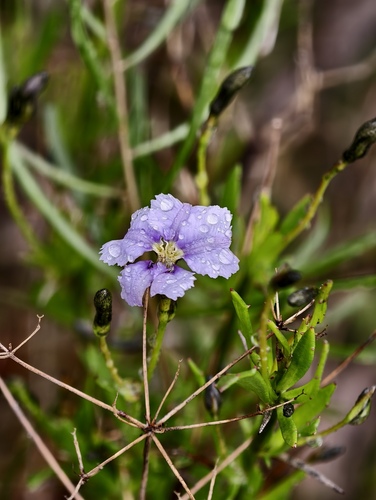 Dampiera trigona (Dampiera trigona)