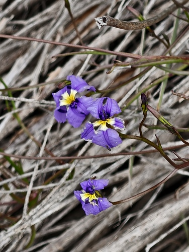 Dampiera trigona (Dampiera trigona)
