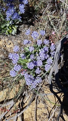 Dampiera wellsiana (Dampiera wellsiana)