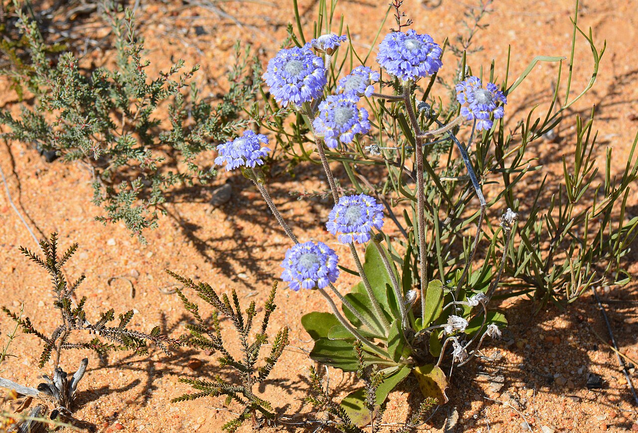 Dampiera wellsiana: "Wells' Dampiera Tufted perennial, herb, 0.05-0.25(-0.4) m high, leaves glabrous. Fl. blue, Aug to Dec or Jan. Sandy & clayey soils, gravel, laterite. Undulatin