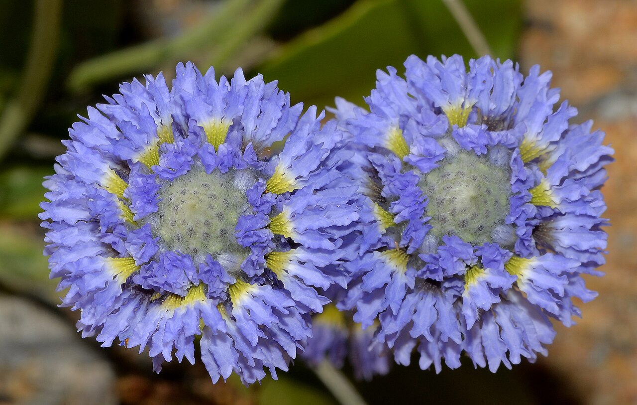 Dampiera wellsiana: "Wells' Dampiera Tufted perennial, herb, 0.05-0.25(-0.4) m high, leaves glabrous. Fl. blue, Aug to Dec or Jan. Sandy & clayey soils, gravel, laterite. Undulatin