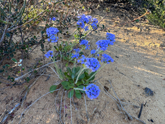 Dampiera wellsiana (Dampiera wellsiana)