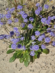 Dampiera wellsiana (Dampiera wellsiana)