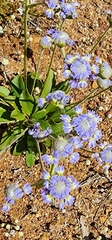 Dampiera wellsiana (Dampiera wellsiana)