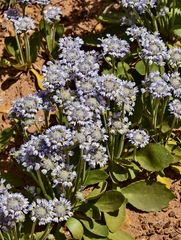 Dampiera wellsiana (Dampiera wellsiana)