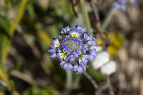 Dampiera wellsiana (Dampiera wellsiana)