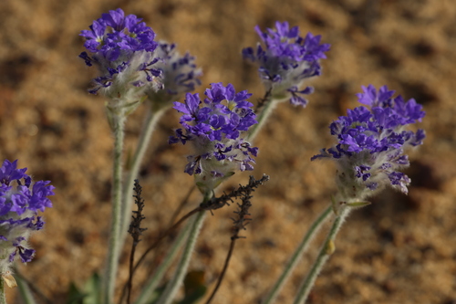 Dampiera wellsiana (Dampiera wellsiana)