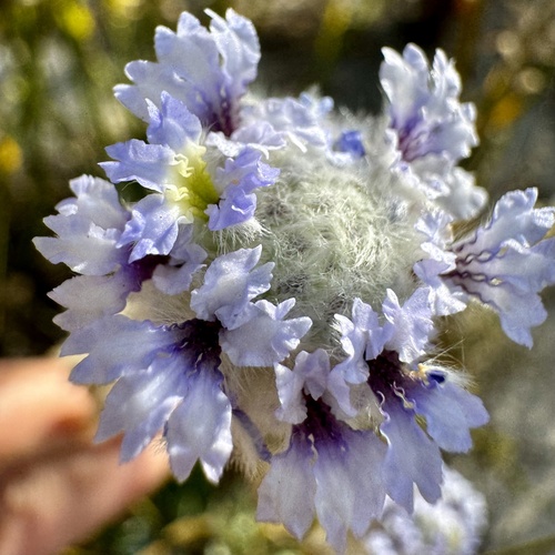 Dampiera wellsiana (Dampiera wellsiana)