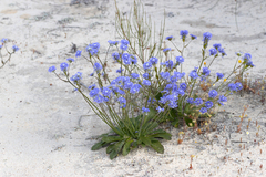Dampiera wellsiana (Dampiera wellsiana)