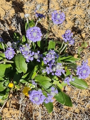 Dampiera wellsiana (Dampiera wellsiana)