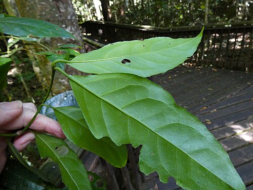 Daphnandra repandula: Daphnandra repandula in Curtain Fig National Park, Queensland, Australia