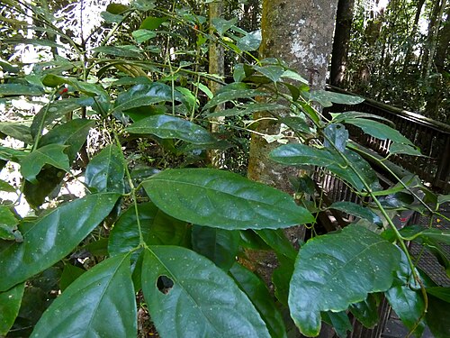 Daphnandra repandula: Daphnandra repandula in Curtain Fig National Park, Queensland, Australia