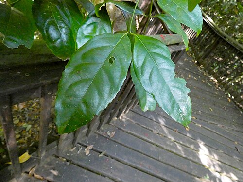 Daphnandra repandula: Daphnandra repandula in Curtain Fig National Park, Queensland, Australia
