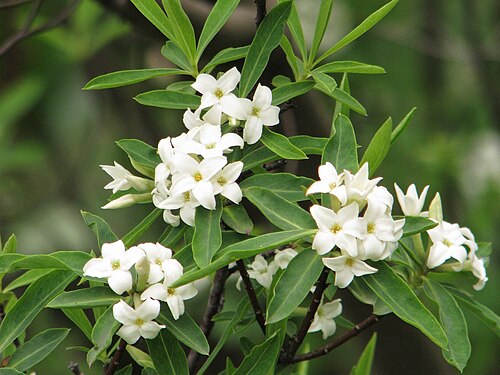 Daphne caucasica: Daphne caucasica , white flowers, plant cultivated in Wrocław University Botanical Garden, Wrocław, Poland.