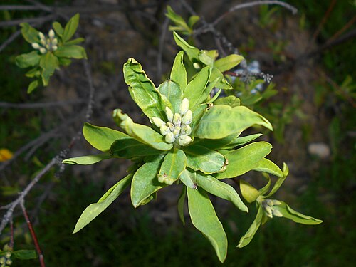 Daphne caucasica: Wawrzynek kaukaski ( Daphne caucasica ), Ogród Botaniczny UMCS w Lublinie.