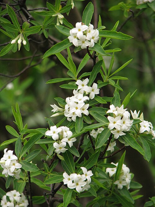 Daphne caucasica: Daphne caucasica , white flowers, plant cultivated in Wrocław University Botanical Garden, Wrocław, Poland.