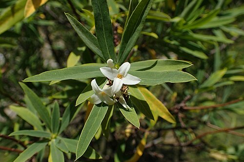 Daphne caucasica: Daphne caucasica in the UMCS Botanical Garden in Lublin
