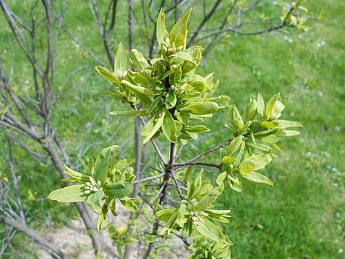 Daphne caucasica: Wawrzynek kaukaski ( Daphne caucasica ), Ogród Botaniczny UMCS w Lublinie.