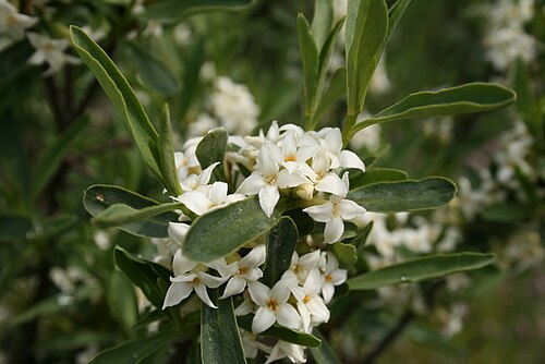 Daphne caucasica: Daphne caucasica : Blomster.