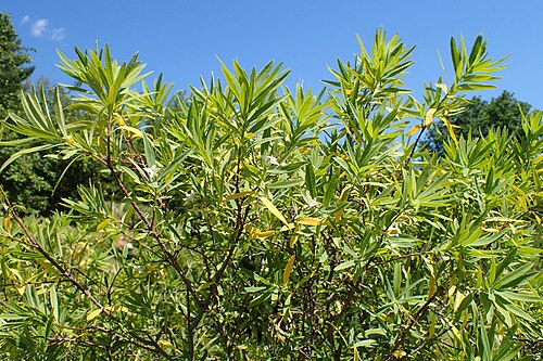 Daphne caucasica: Daphne caucasica in the UMCS Botanical Garden in Lublin