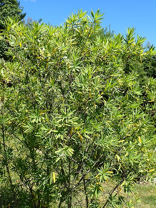 Daphne caucasica: Daphne caucasica in the UMCS Botanical Garden in Lublin
