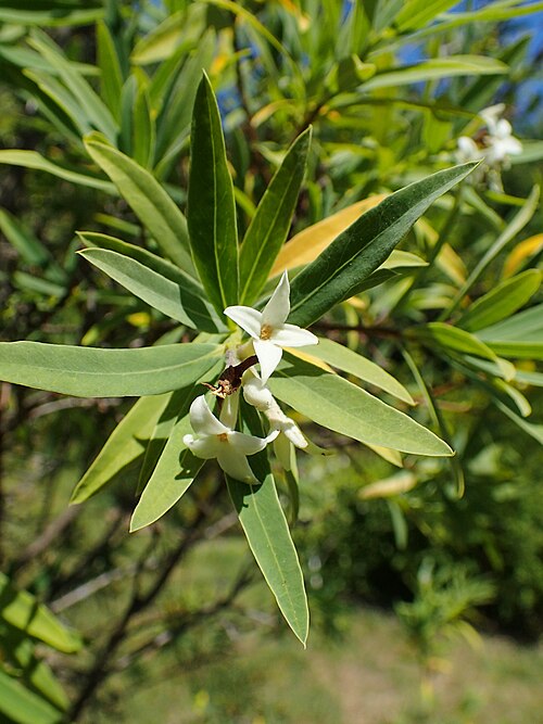 Daphne caucasica: Daphne caucasica in the UMCS Botanical Garden in Lublin