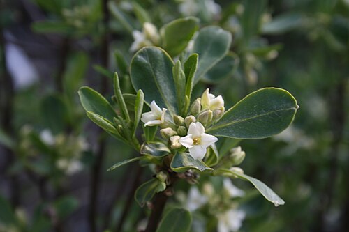 Daphne caucasica: Daphne caucasica : Flowers