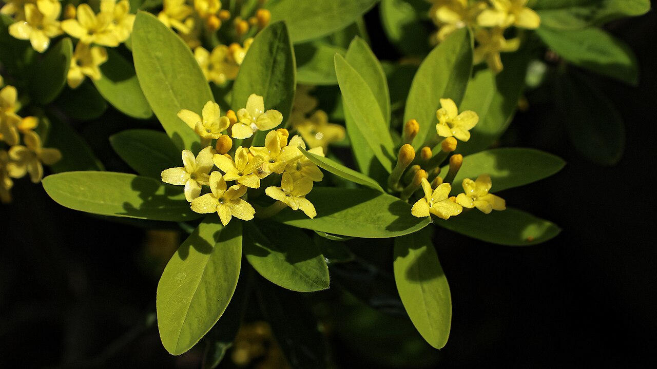 Daphne gemmata: Gebirgsseidelbast, Blüte und Blätter