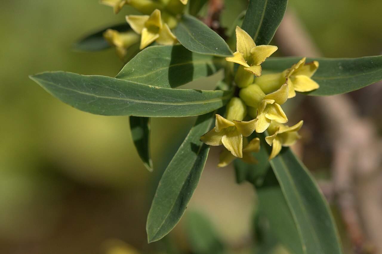 Daphne giraldii: Photo taken at Gothenburg botanical garden. Specimen id: 2008-2534 s W Seed collected in 2008 from the wild (Pett&Zett).